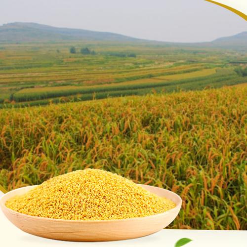 小米米粥五谷农产品食用杂粮小黄米山山西5斤装小米